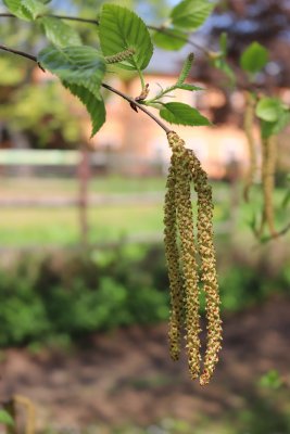 Betula Jacquemontii - bříza jaquemontova - jehněda